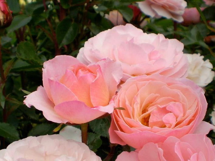 ROSA EASY ELEGANCE® CALYPSO / CALYPSO ROSE