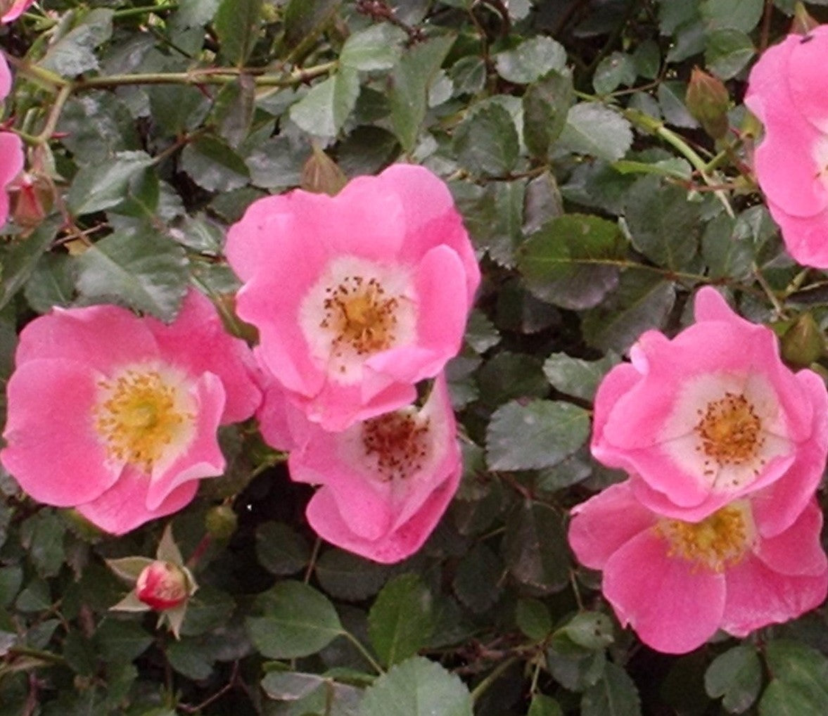 ROSA CAREFREE DELIGHT™ / CAREFREE DELIGHT ROSE