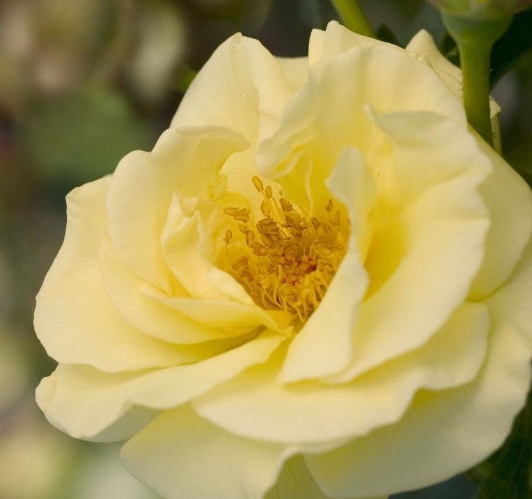 ROSA EASY ELEGANCE® HIGH VOLTAGE / HIGH VOLTAGE ROSE