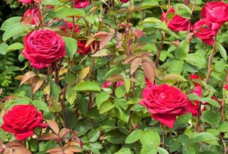 ROSA EASY ELEGANCE® KASHMIR / KASHMIR ROSE