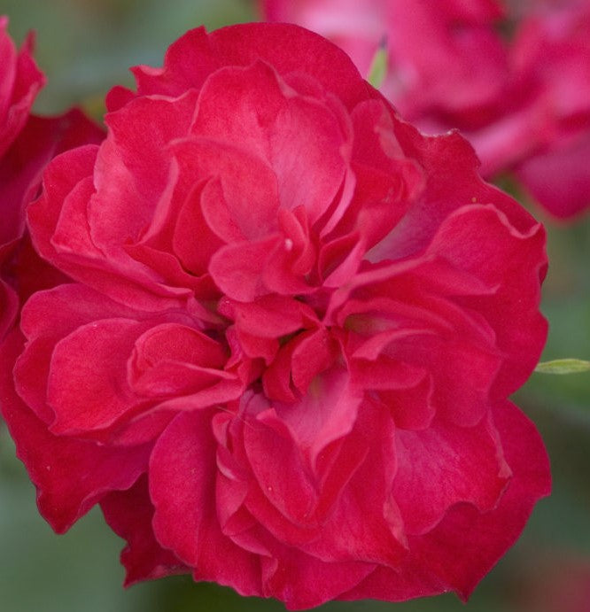 ROSA EASY ELEGANCE® MYSTIC FAIRY / MYSTIC FAIRY ROSE