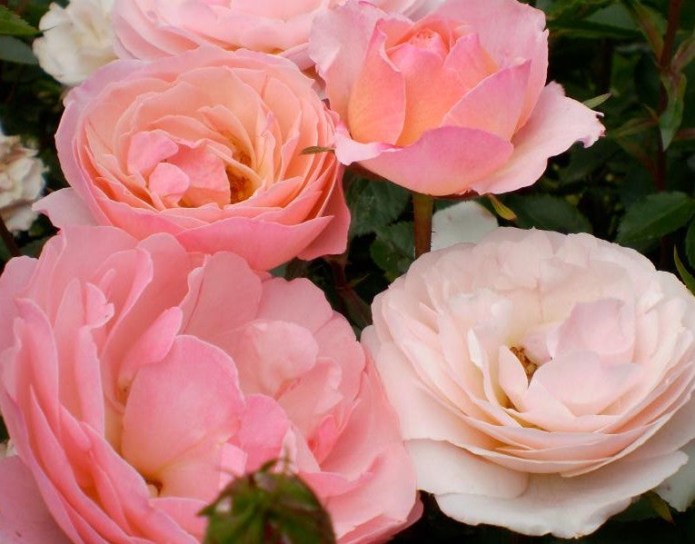 ROSA EASY ELEGANCE® PINKTOPIA / PINKTOPIA ROSE