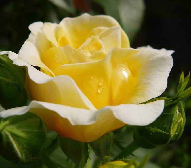 ROSA EASY ELEGANCE® YELLOW BRICK ROAD / YELLOW BRICK ROAD ROSE