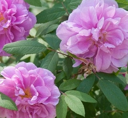 ROSA FOXI PAVEMENT / FOXI PAVEMENT ROSE