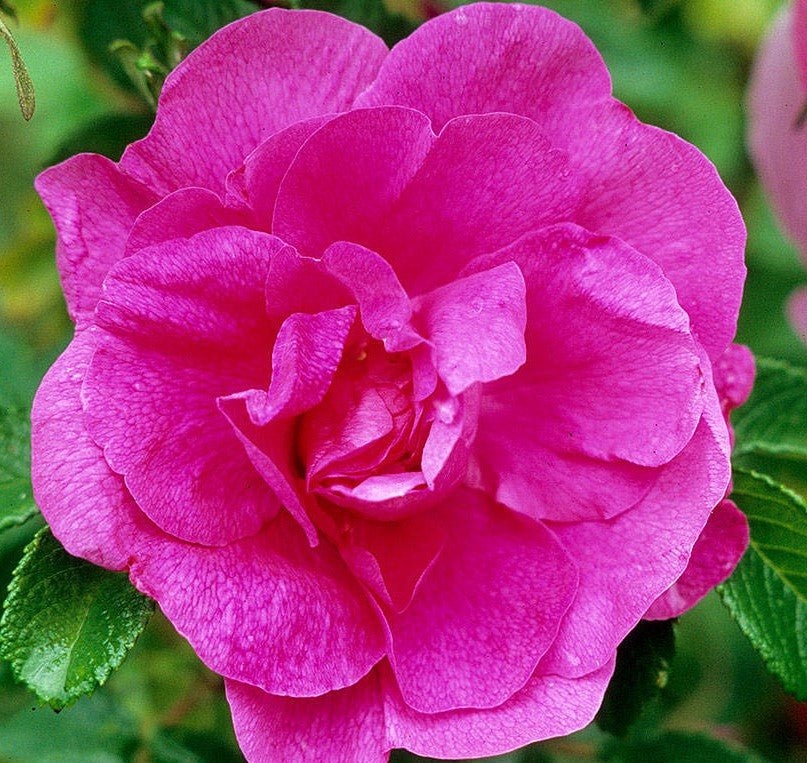 ROSA HANSA / HANSA ROSE