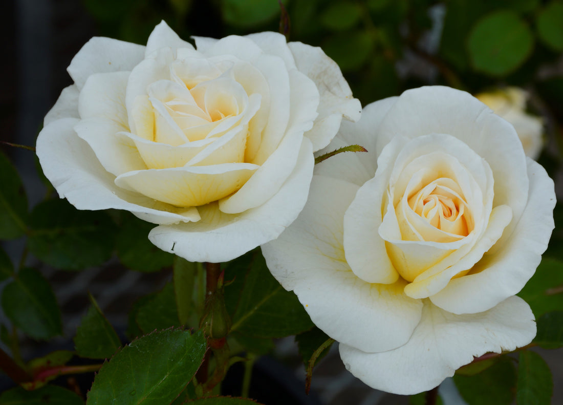 ROSA J.P. CONNELL / J.P. CONNELL ROSE