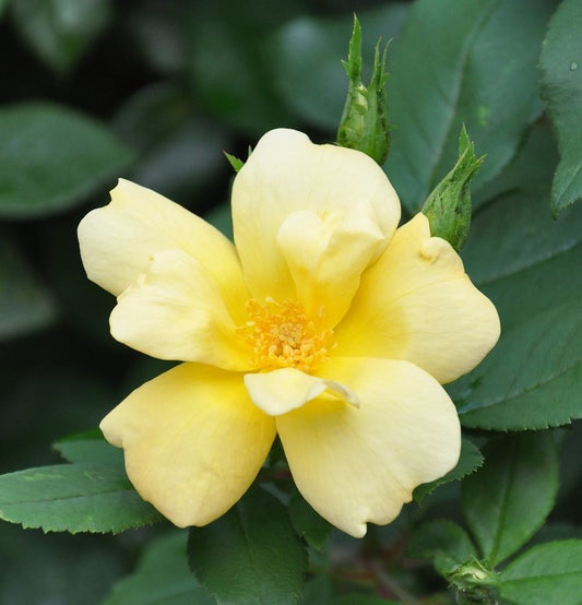 ROSA KNOCK OUT® SUNNY / SUNNY KNOCK OUT® ROSE