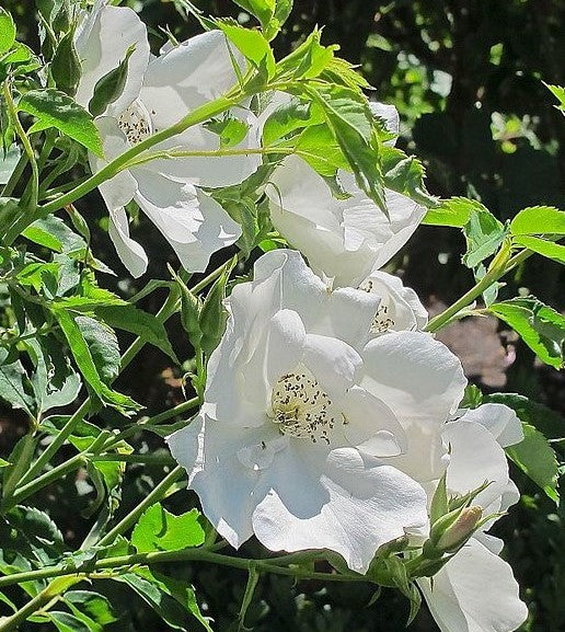 ROSA MORDEN SNOWBEAUTY / MORDEN SNOWBEAUTY ROSE