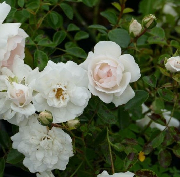 ROSA SEA FOAM / SEA FOAM ROSE