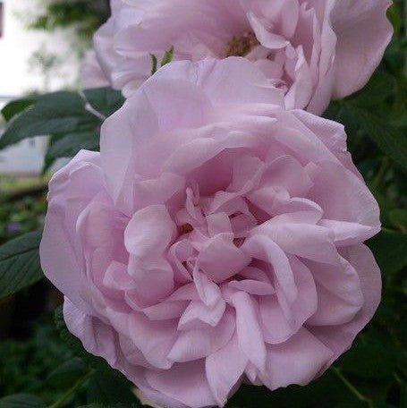 ROSA SNOW PAVEMENT / SNOW PAVEMENT ROSE