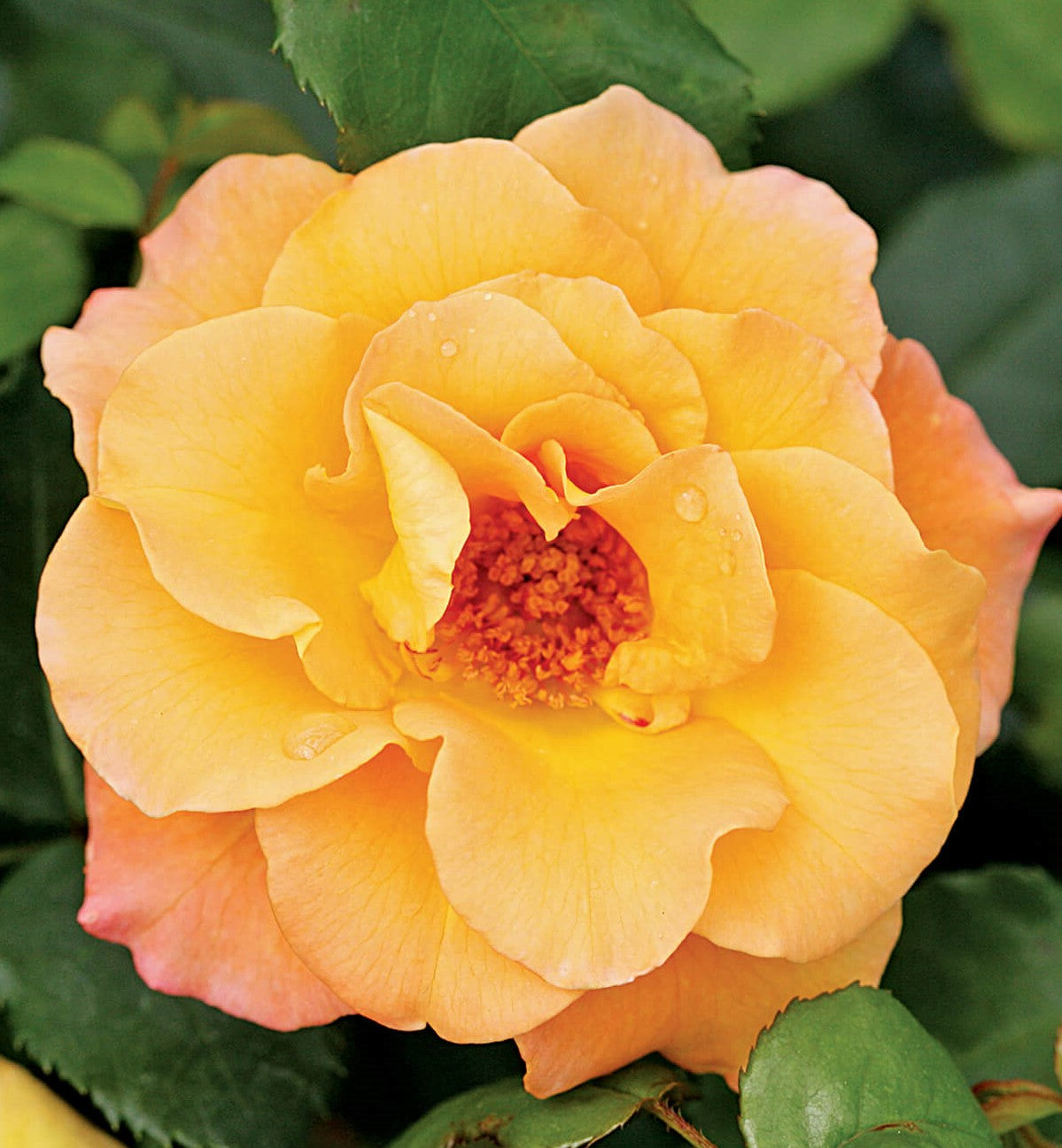 ROSA SUÑORITA®/ SUÑORITA® ROSE
