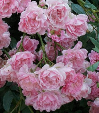 ROSA THE FAIRY / THE FAIRY ROSE