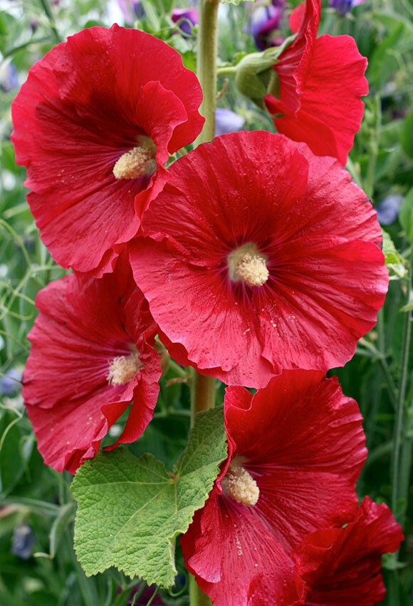 ALCEA ROSEA MARS MAGIC / HOLLYHOCK