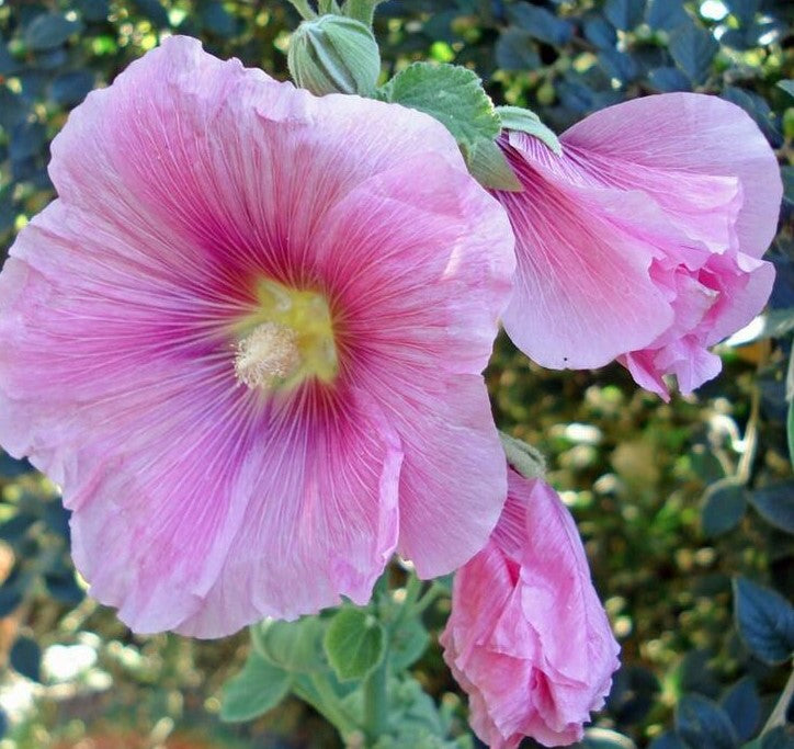 ALCEA ROSEA RADIANT ROSE / HOLLYHOCK