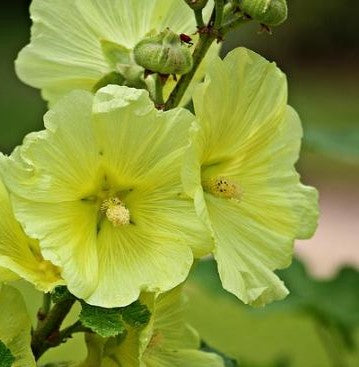 ALCEA ROSEA SUNSHINE / HOLLYHOCK