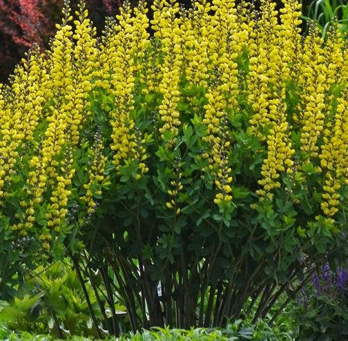 BAPTISIA X LEMON MERINGUE / FALSE INDIGO