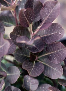 COTINUS COGGYGRIA ROYAL PURPLE / ROYAL PURPLE SMOKEBUSH