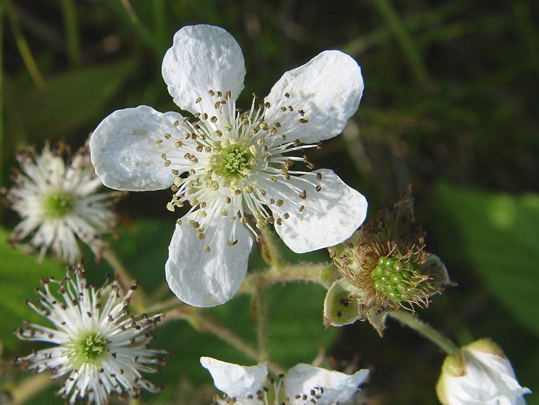 RUBUS ALLEGHENIENSIS / ALLEGHANY BLACKBERRY