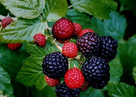 RUBUS OCCIDENTALIS / BLACK RASPBERRY