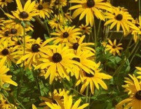 RUDBECKIA FULGIDA VAR. SULLIVANTII LITTLE GOLDSTAR / BLACK-EYED SUSAN