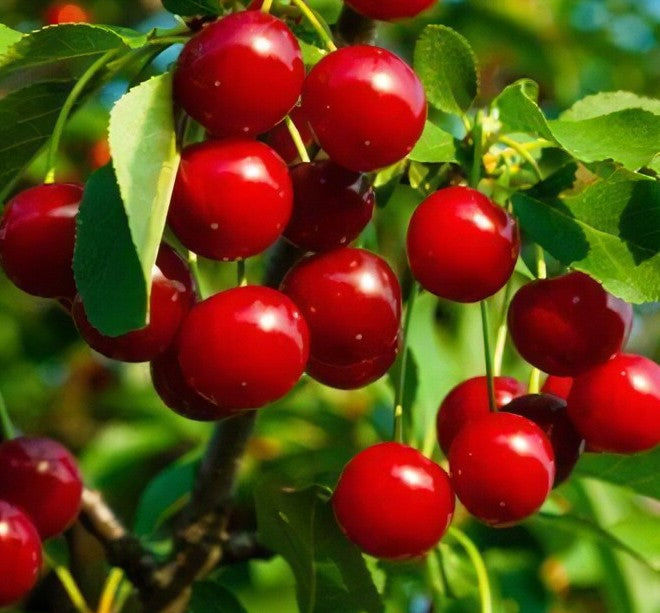 CHERRY LAPINS / LAPINS CHERRY