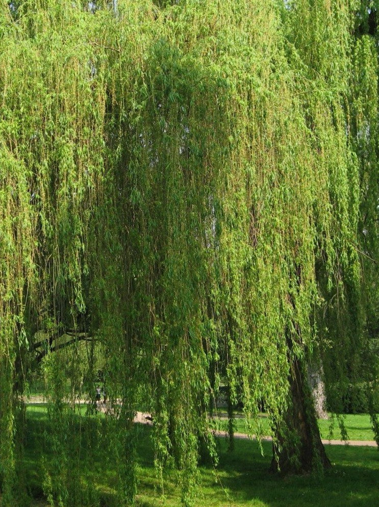 SALIX ALBA TRISTIS / WEEPING GOLDEN WILLOW