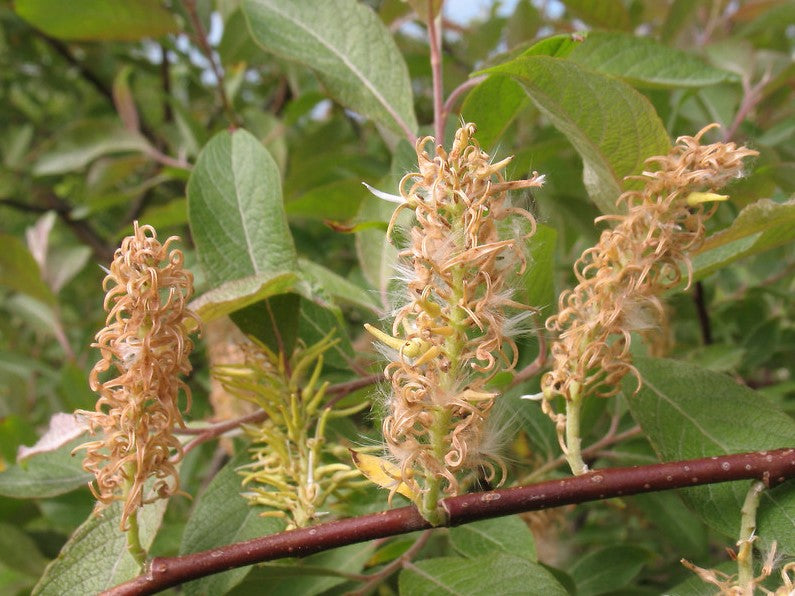 SALIX BEBBIANA / BEAKED WILLOW