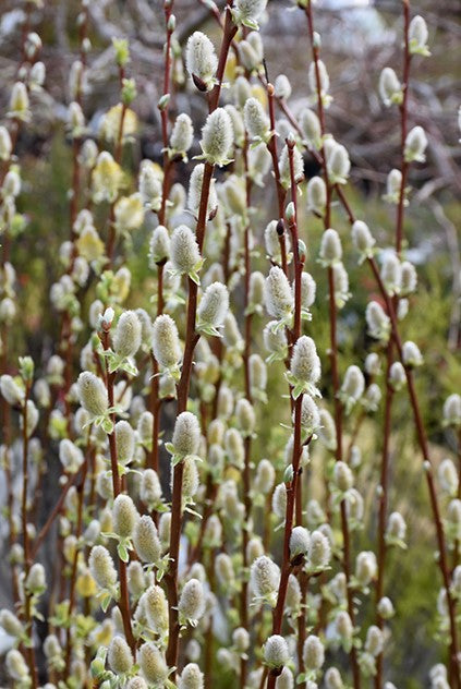 SALIX DISCOLOR / PUSSY WILLOW