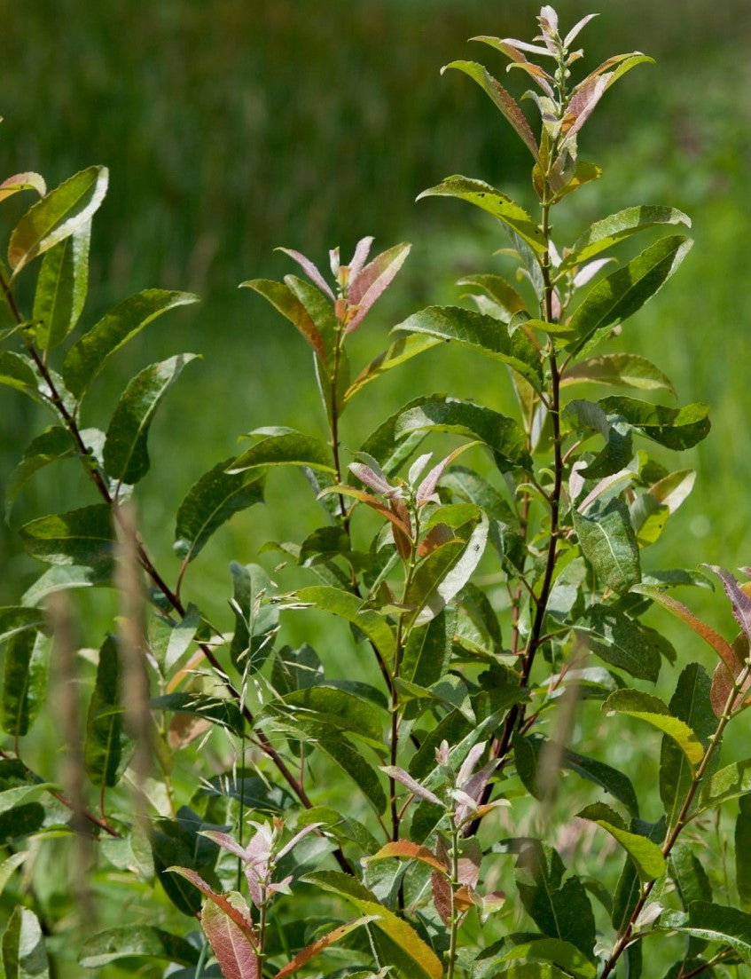SALIX ERIOCEPHALA / HEART-LEAVED WILLOW