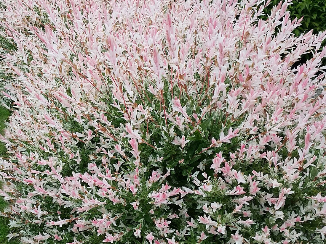 SALIX INTEGRA FLAMINGO / FLAMINGO WILLOW
