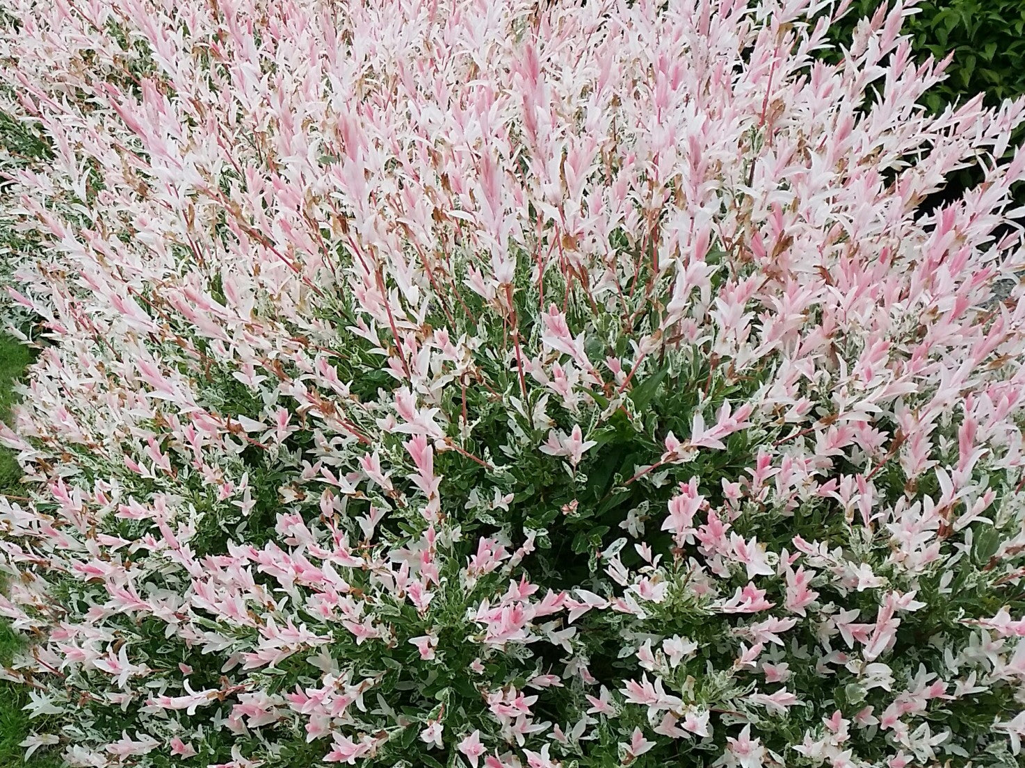 SALIX INTEGRA FLAMINGO / FLAMINGO WILLOW