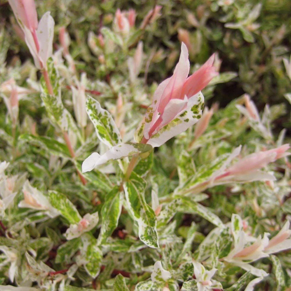 SALIX INTEGRA HAKURO-NISHIKI / DAPPLED WILLOW