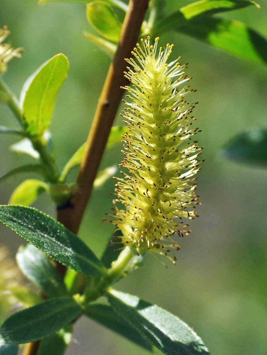 SALIX LUCIDA / SHINING WILLOW