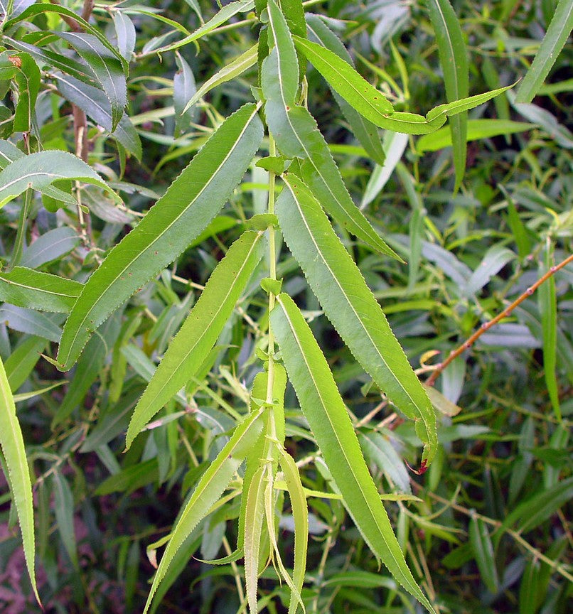 SALIX NIGRA / BLACK WILLOW
