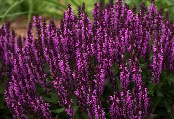 SALVIA NEMOROSA ROSE MARVEL / MEADOW SAGE