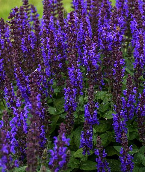 SALVIA NEMOROSA BUMBLEBLUE / BUMBLEBLUE MEADOW SAGE