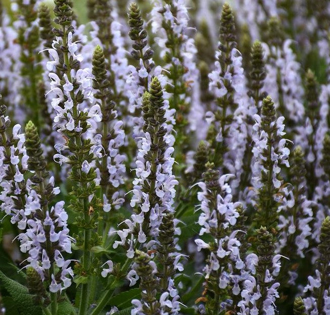 SALVIA NEMOROSA BUMBLESKY / BUMBLESKY MEADOW SAGE