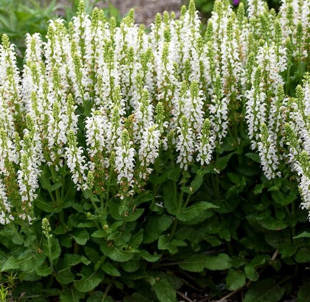SALVIA NEMOROSA BUMBLESNOW / BUMBLESNOW MEADOW SAGE