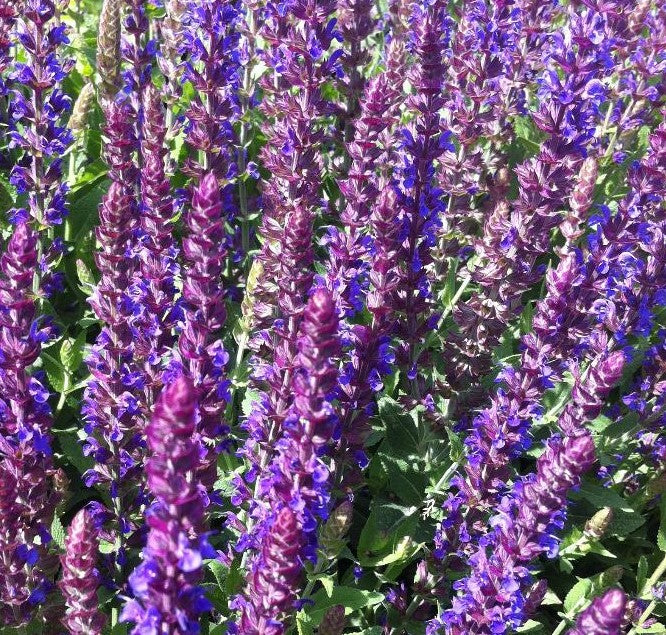 SALVIA NEMOROSA EAST FRIESLAND / MEADOW SAGE