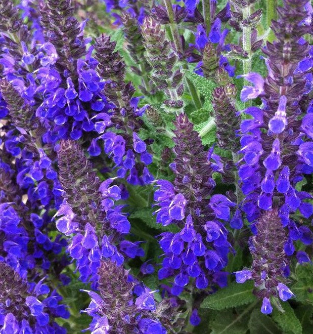 SALVIA NEMOROSA MARCUS / MARCUS MEADOW SAGE