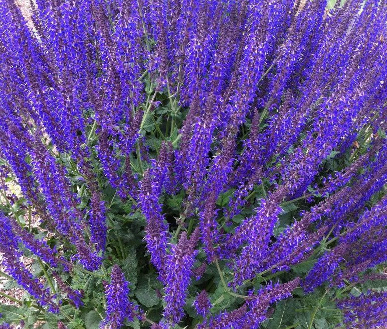 SALVIA NEMOROSA MAY NIGHT / MAY NIGHT MEADOW SAGE