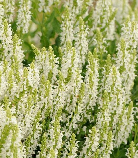 SALVIA NEMOROSA SNOW HILL / SNOW HILL SAGE