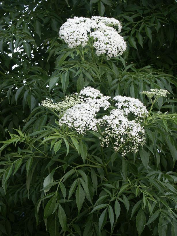 SAMBUCUS CANADENSIS / AMERICAN ELDERBERRY