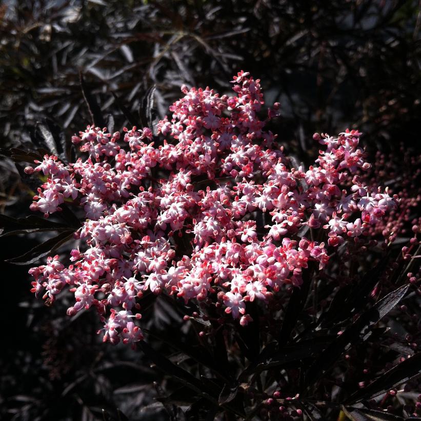 SAMBUCUS NIGRA BLACK LACE®  / BLACK LACE® ELDERBERRY