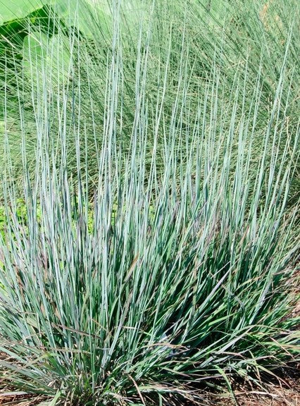 SCHIZACHYRIUM SCOPARIUM STANDING OVATION / STANDING OVATION LITTLE BLUESTEM