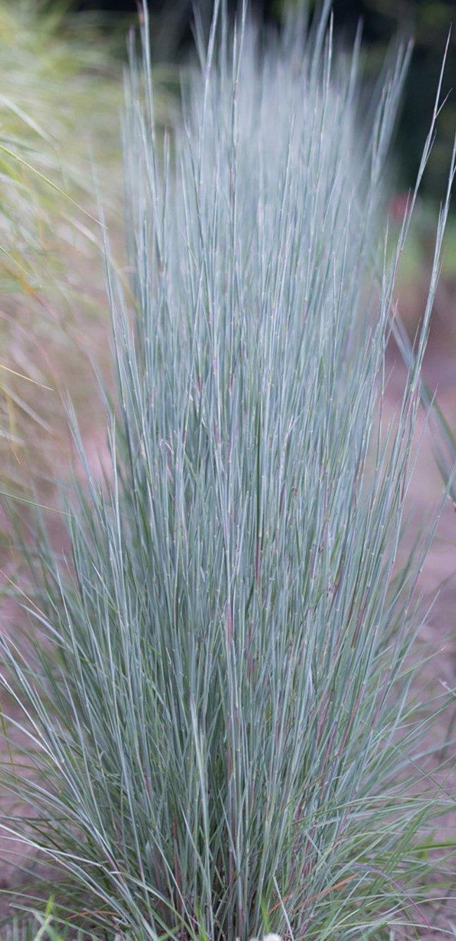 SCHIZACHYRIUM SCOPARIUM THE BLUES / LITTLE BLUESTEM