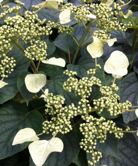 SCHIZOPHRAGMA HYDRANGEOIDES MOONLIGHT / MOONLIGHT JAPANESE HYDRANGEA