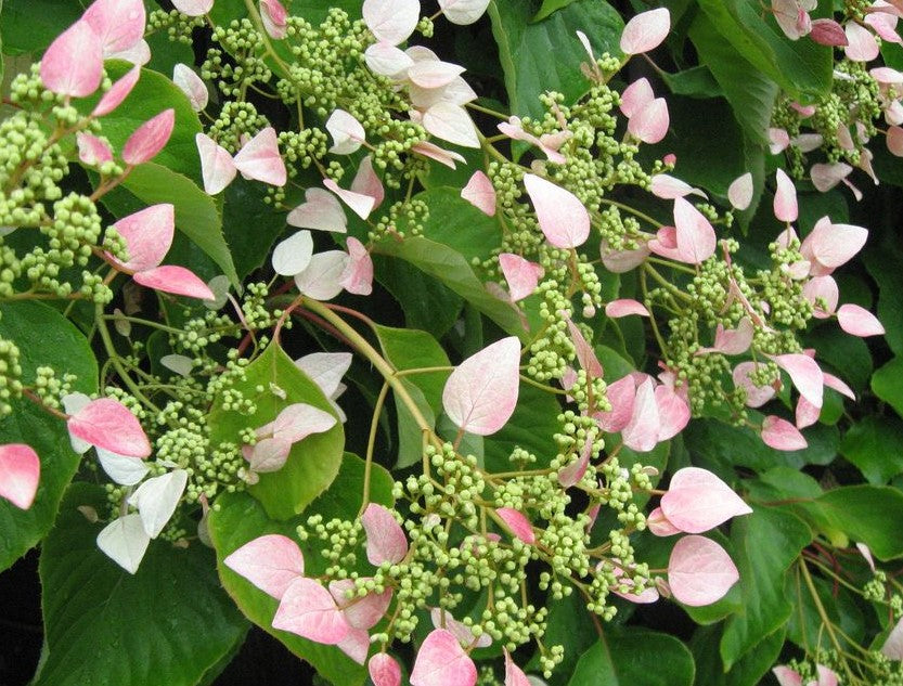 SCHIZOPHRAGMA HYDRANGEOIDES ROSEUM / PINK JAPANESE HYDRANGEA