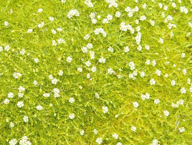SAGINA SUBULATA AUREA / SCOTCH MOSS