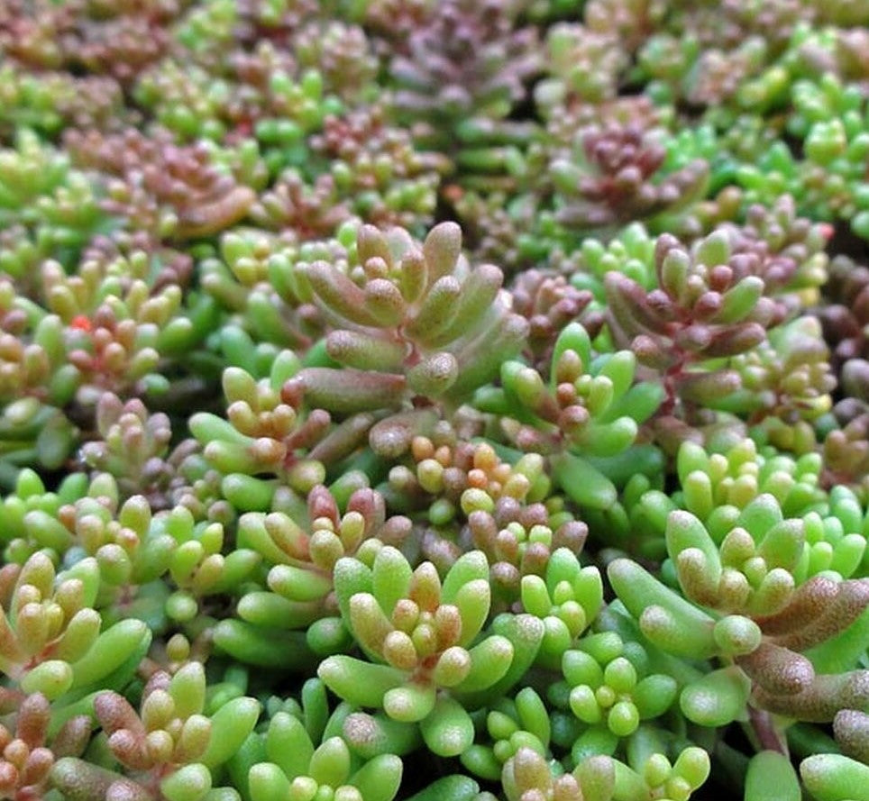 SEDUM ALBUM / CARPET STONECROP